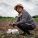 Mae Yang cleaned raddishs with his her husband WaLee Xiong,on their10 acres farm at the Hmong Americans Farmers Association Monday June 12,2023 in Ver
