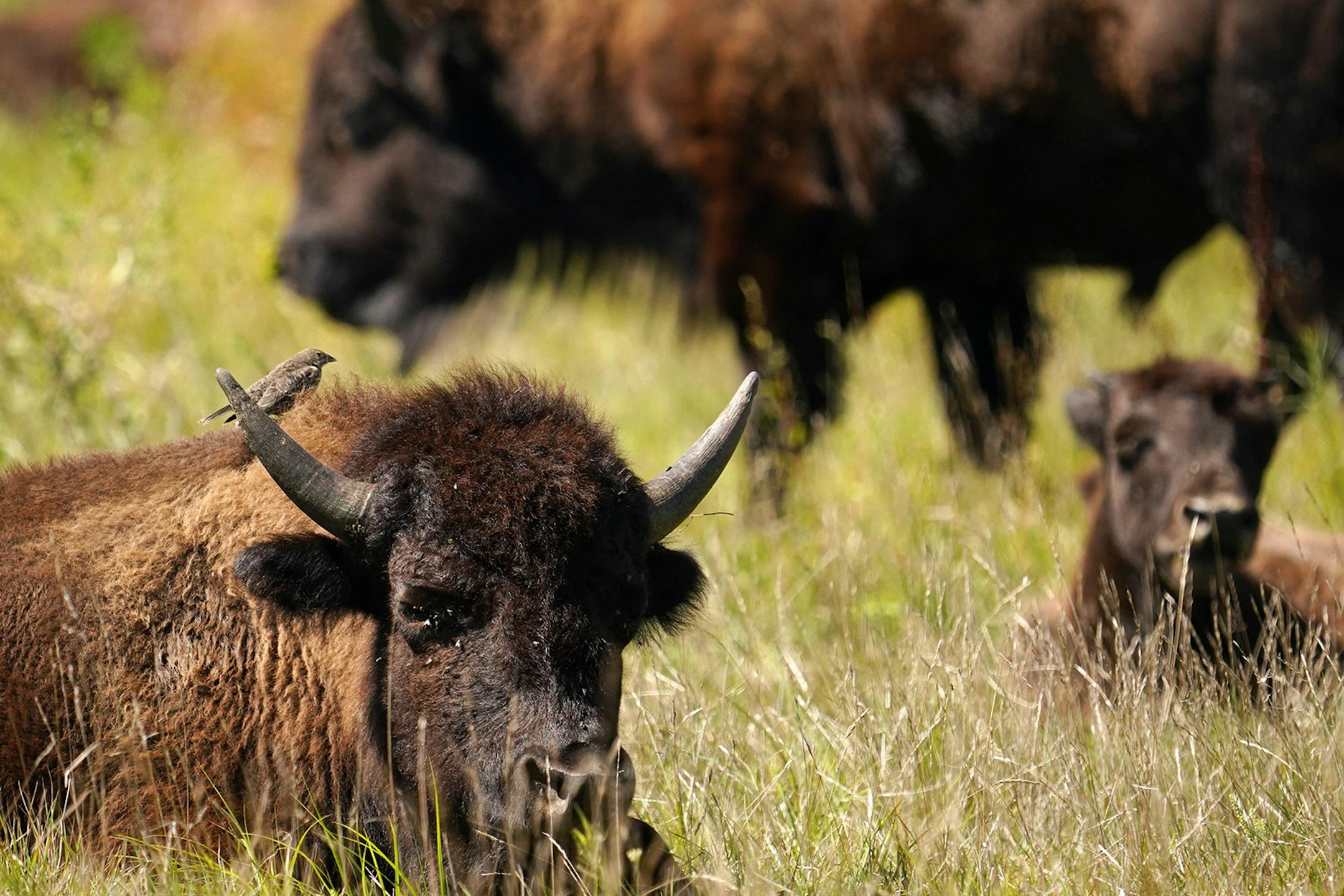 A bird sat atop a bison as it laid among the prairie grasses Thursday at Minneopa State Park in Mankato.