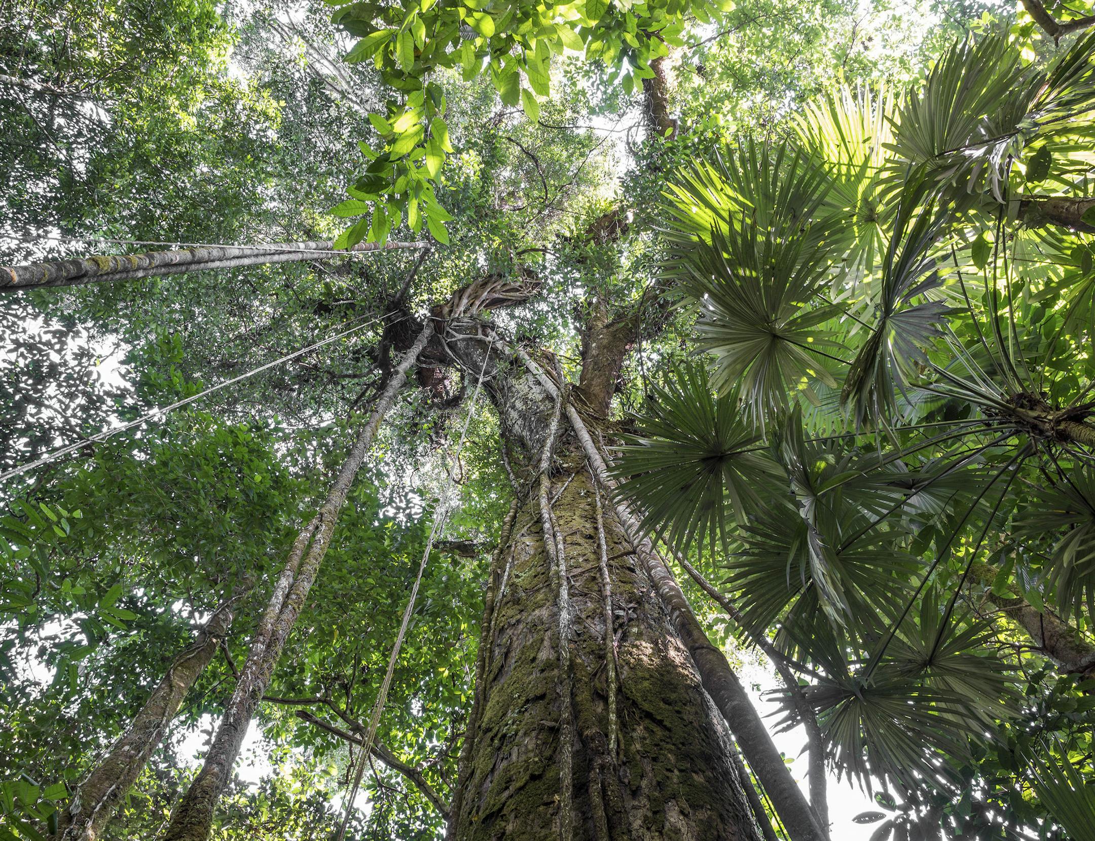An ancient vine-covered espavel tree in Corcovado National Park in Puntarenas, Costa Rica, Feb. 19, 2014. Costa Rica, home to large tracts of untouched yet accessible rain forest, is a destination for tourists looking immerse themselves in nature. (Scott Matthews/The New York Times) -- PHOTO MOVED IN ADVANCE AND NOT FOR USE - ONLINE OR IN PRINT - BEFORE APRIL 13, 2014. ORG XMIT: XNYT109