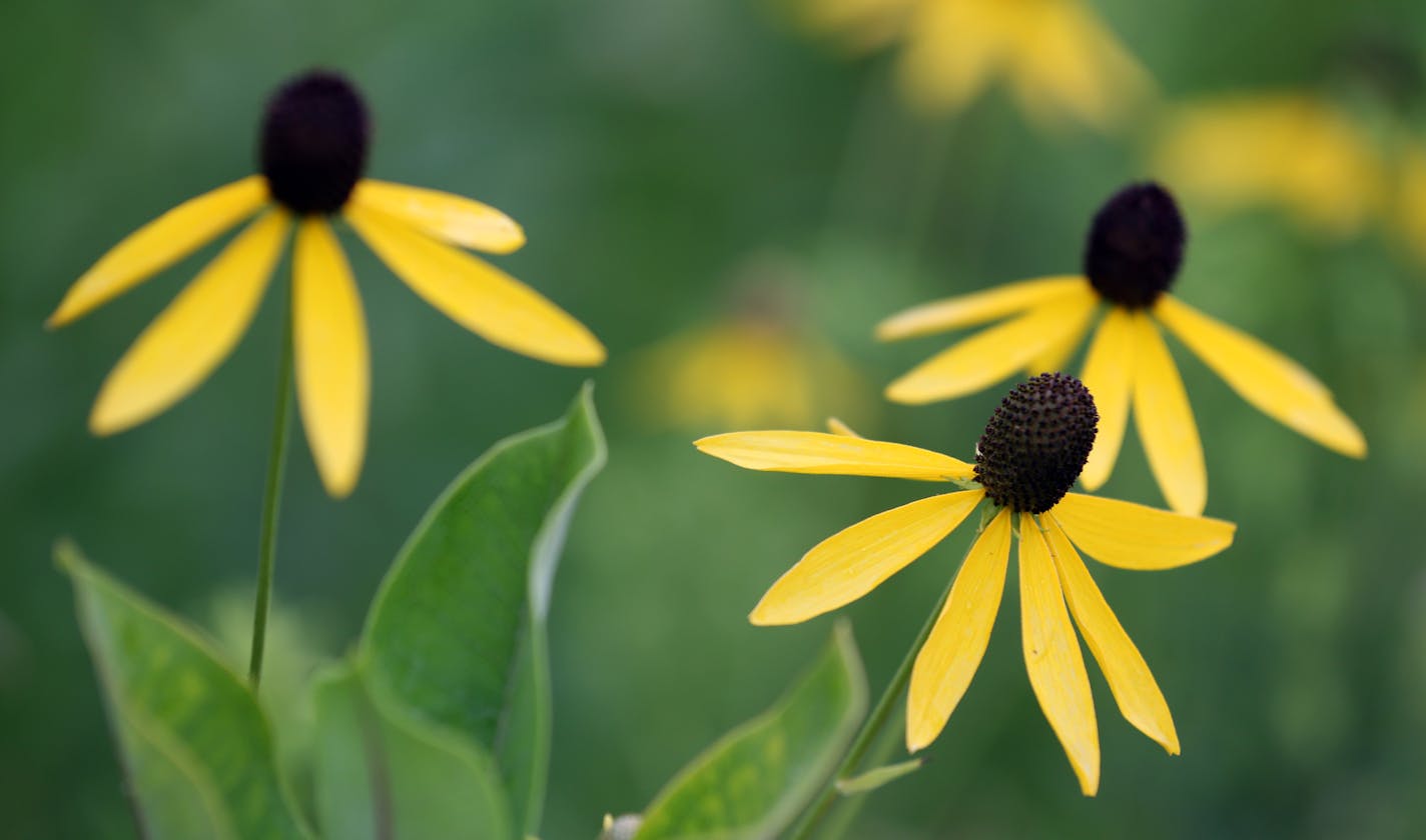 Flowers bloomed in the rainwater gardens infront of the Minnesota Valley Wildlife Refuge, in Bloomington on 7/30/13.] Bruce Bisping/Star Tribune bbisping@startribune.com