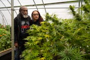 Harold Robinson and Angela Dawson admire their flowering marijuana plants at their home greenhouse in Rutledge last October. Dawson is sounding the al