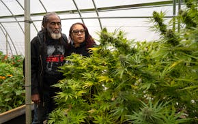 Harold Robinson and Angela Dawson admire their flowering marijuana plants at their home greenhouse in Rutledge last October. Dawson is sounding the al