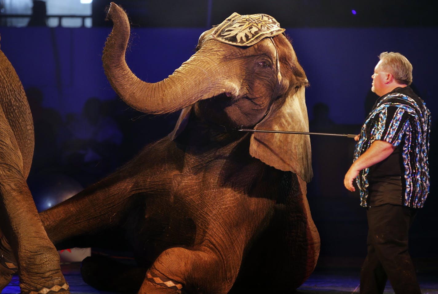 Brian Franzen works with his wife, Irene in the elephant act, which is a highlight of the show. At the St. Paul Osman Shrine Circus held at the Coliseum on the State Fairgrounds, organizers view the elephant show and rides as highlights, and worry that as more cities ban exotic animal shows, elephant appearances will phase out here, too.] Richard Tsong-Taatarii/rtsong-taatarii@startribune.com