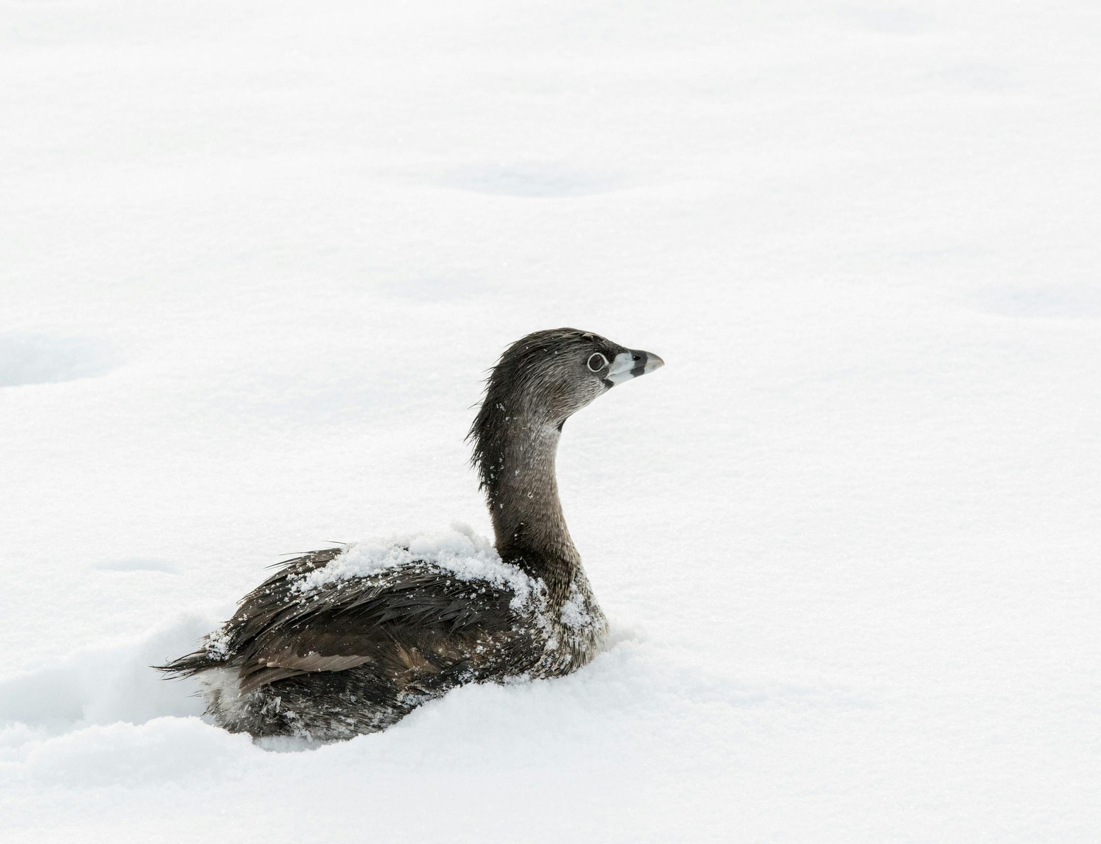 A pied-billed grebe sat in the snow after landing at Boom Island Park.