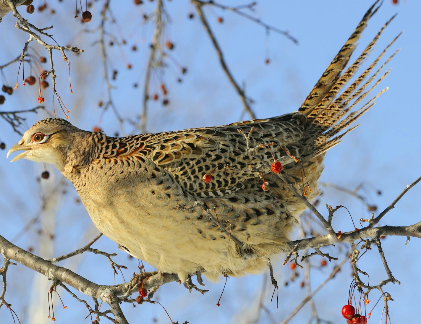 A ringnecked pheasant hen flies into a crab apple tree to gain winter nourishment.