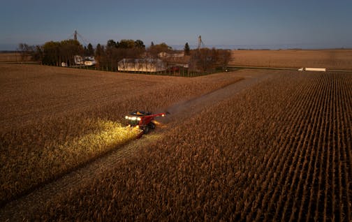 Ben Johnson’s father Steve Johnson drives a Case IH Combine harvesting corn on Ben’s field adjacent to his family home, in the background, during the 2025 harvest.
Wednesday October 22, 2025 

Glen Stubbe for The Minnesota Star Tribune