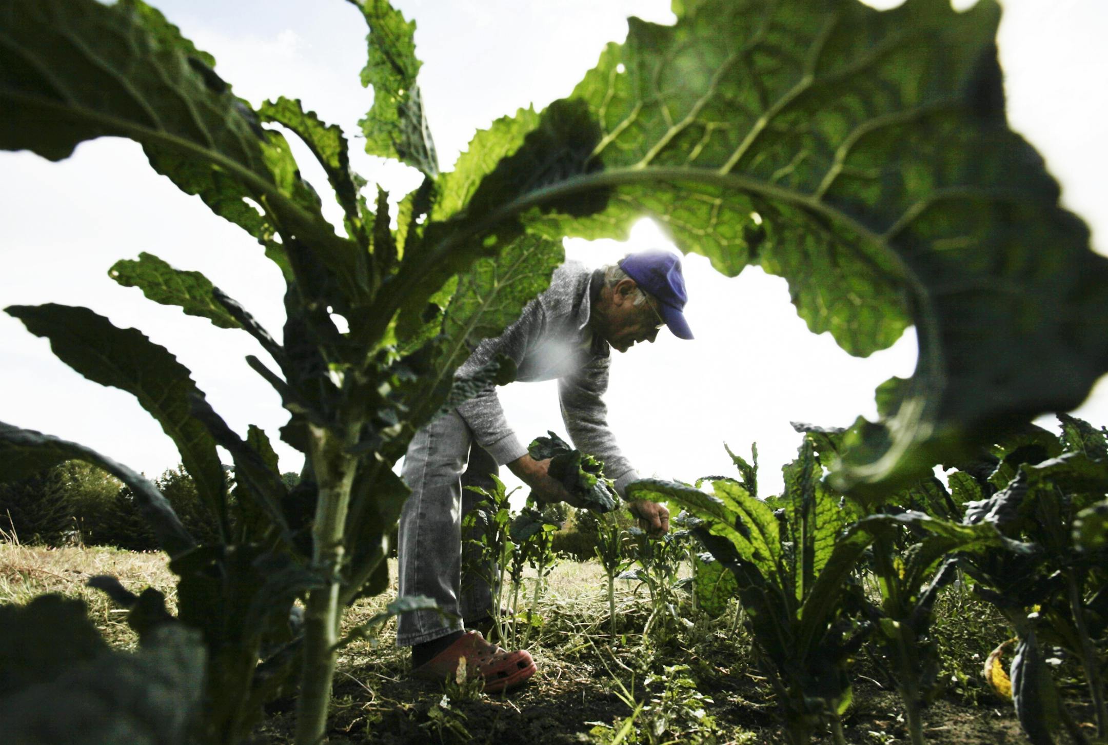 Volunteer Tom Bezek of North Minneapolis harvested kale at Open Farms at Prairie Oaks Institute in Belle Plaine.