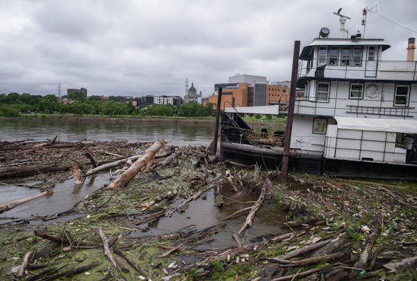 Rain has caused a rise in water and debris on the Mississippi in downtown St. Paul on Monday, June 17, 2024. Rain is in the forecast the rest of the w