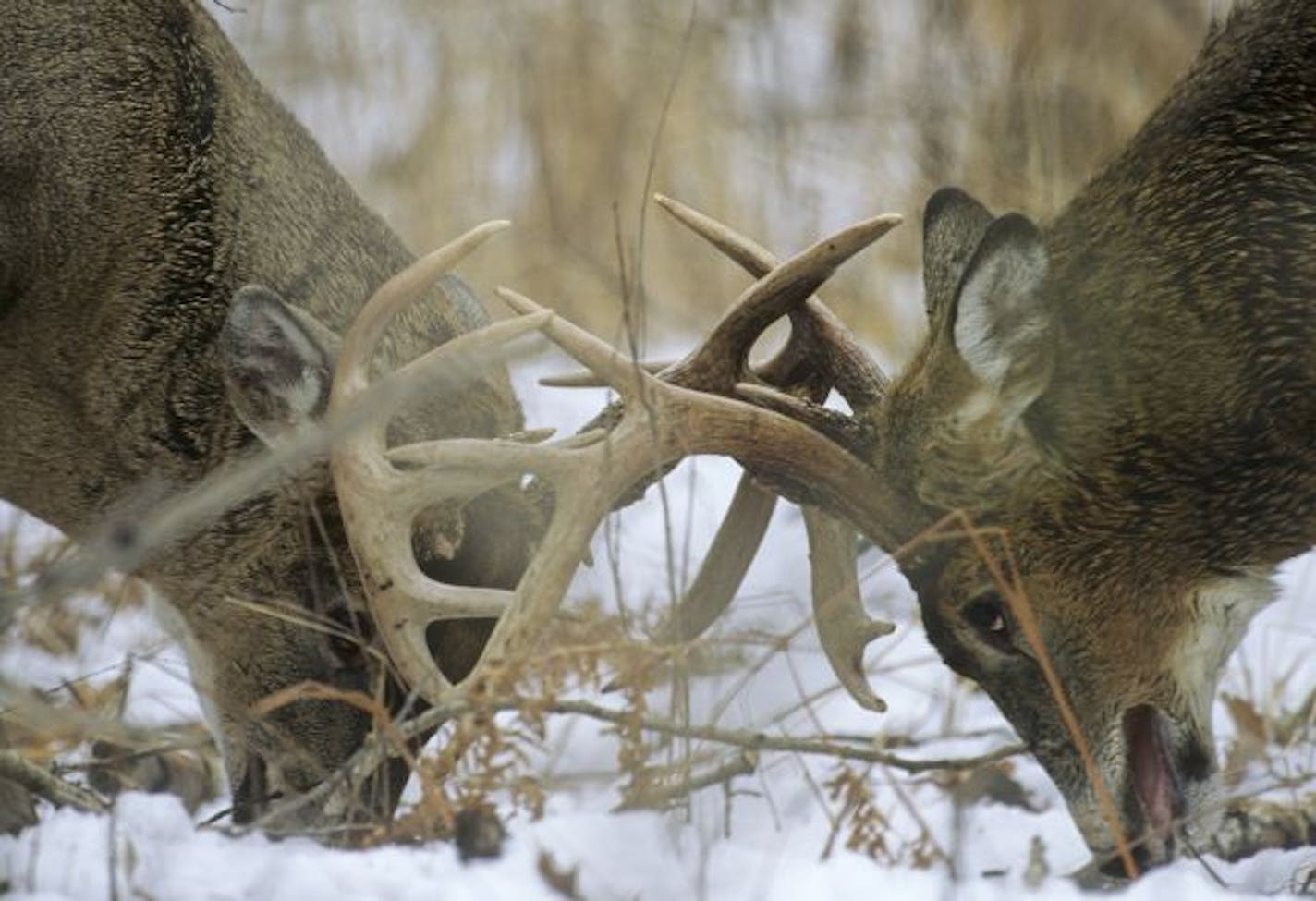 Although these two battling bucks appear to be idle, at times the fight was just a blur. The combatants showed incredible speed, power and agility.