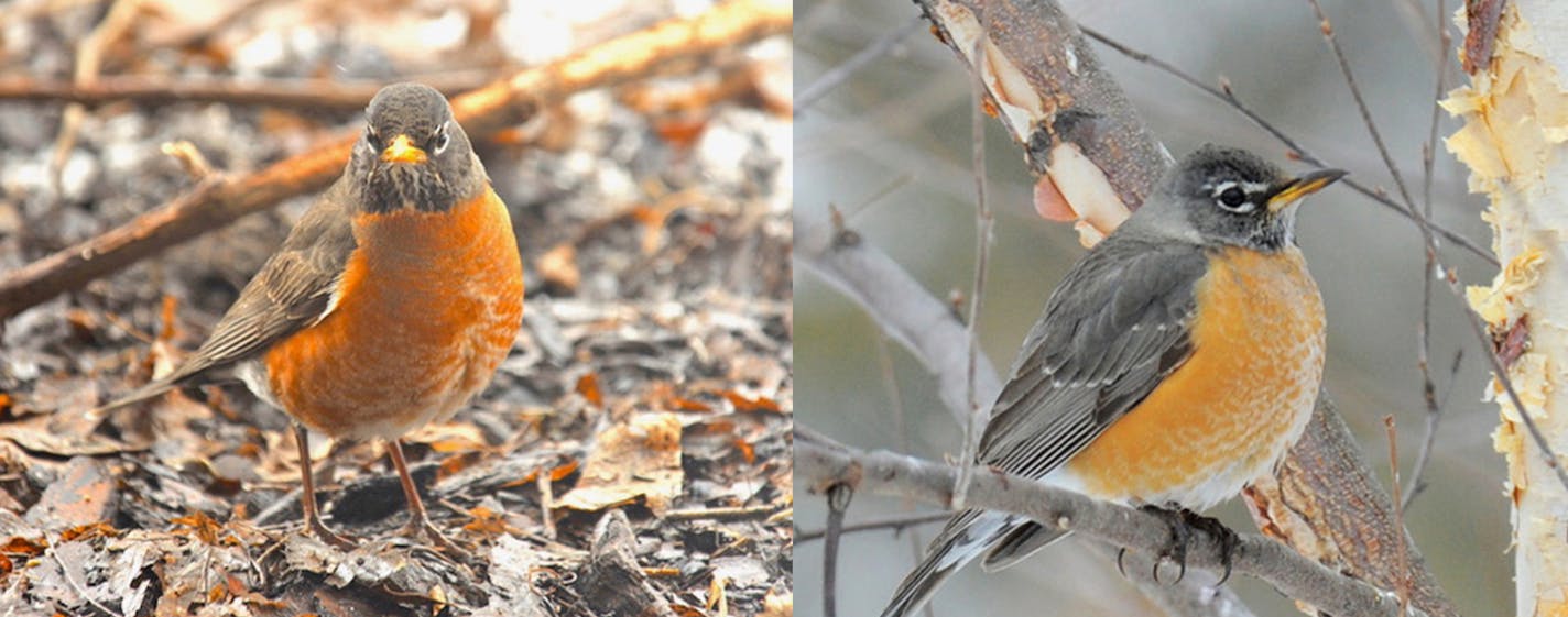 Combined photo compares male robin on the left with paler female robin on the right.