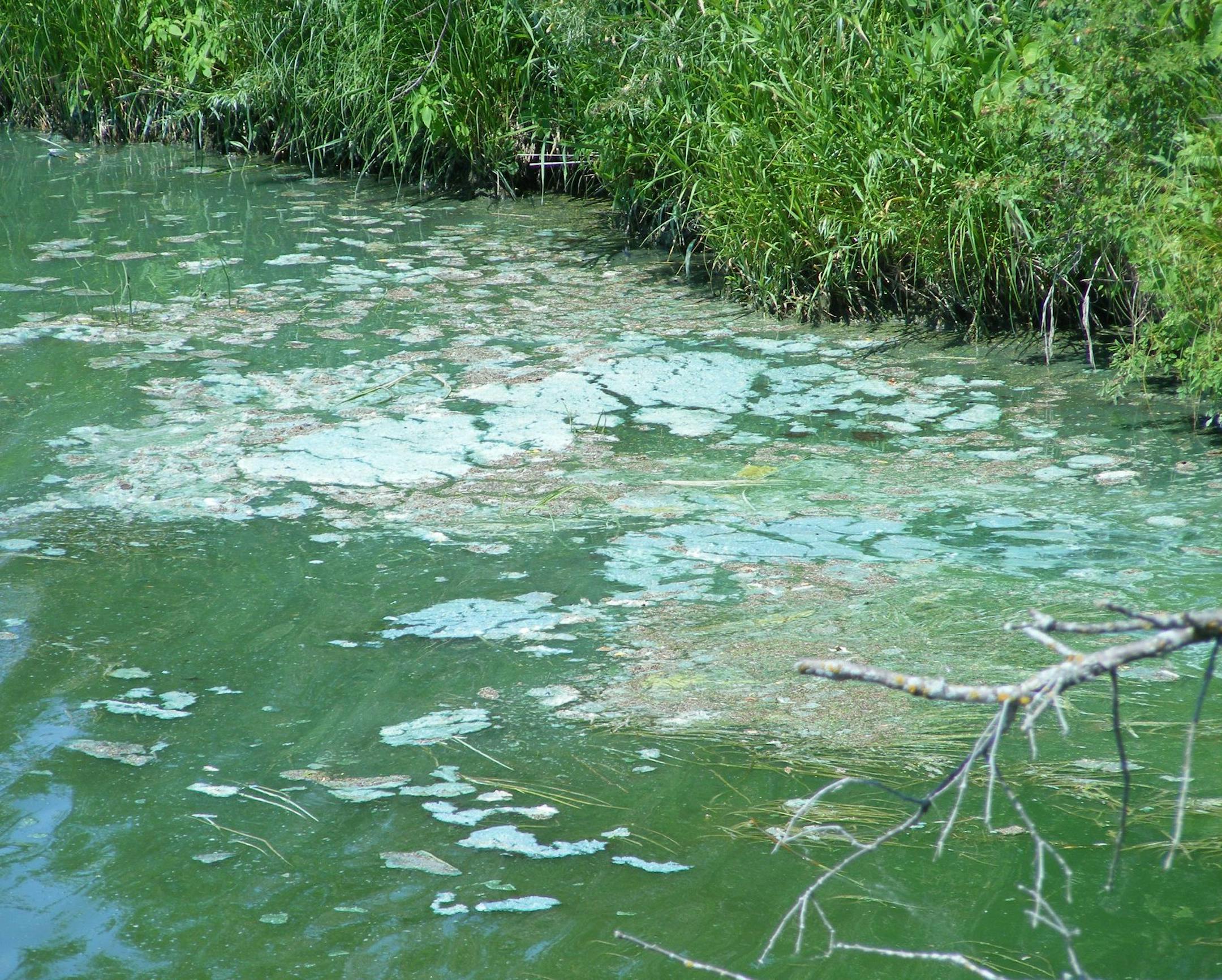 A rare outbreak of potentially toxic blue-green algae has affected activities on the Thief River in northwest Minnesota. ORG XMIT: hC3ifO1yFNkZNiPd1Av6