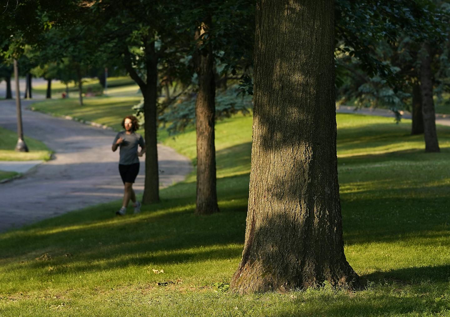 Why it took St. Paul so long to craft a law to protect street trees
