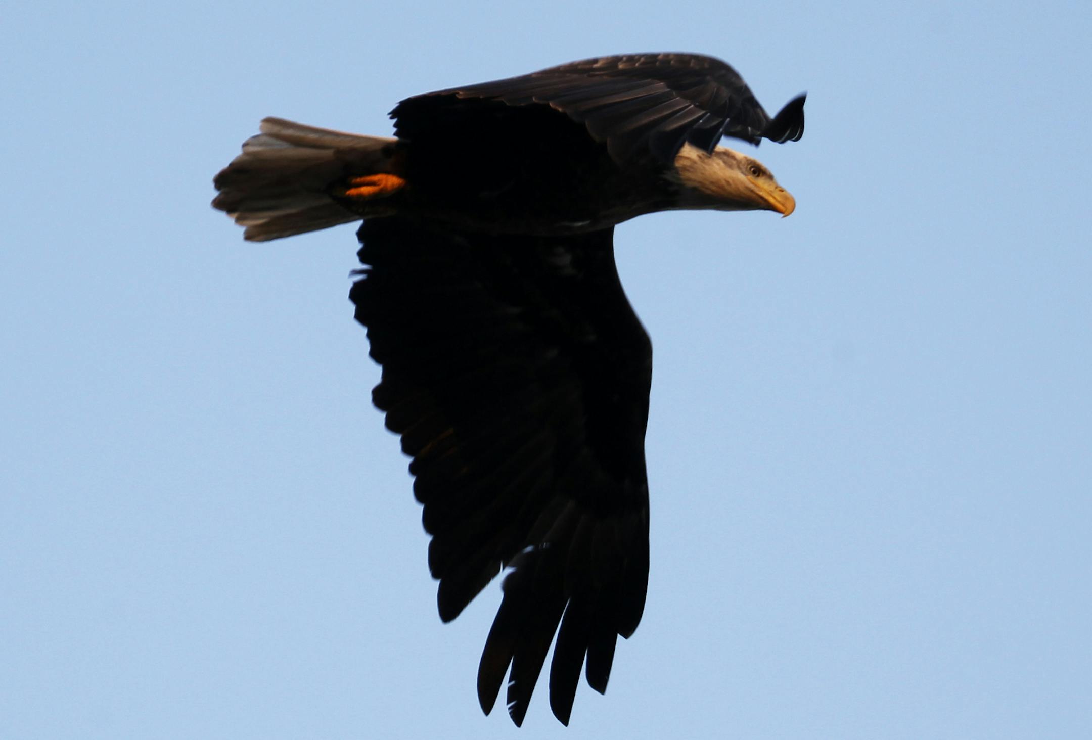 A mature bald eagle buzzed the skies above Lake Calhoun Wednesday, Oct. 31, 2012, in Minneapolis, MN.] (DAVID JOLES/STARTRIBUNE) djoles@startribune.com With temps now frequently dropping below the freezing mark at night, bald eagles have become more frequent visitors to city lakes, including this mature bird seen Wednesday, Oct. 31, 2012, along the shores of Lake Calhoun in Minneapolis, MN.