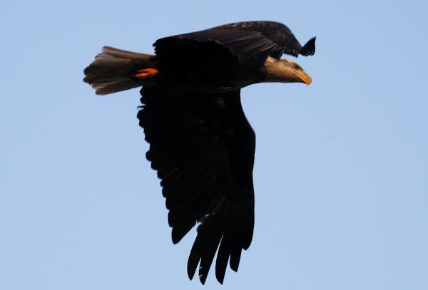 A mature bald eagle buzzed the skies above Lake Calhoun Wednesday, Oct. 31, 2012, in Minneapolis, MN.] (DAVID JOLES/STARTRIBUNE) djoles@startribune.co