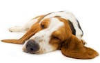 The signs of dogs dreaming in REM sleep are similar to signs in humans.