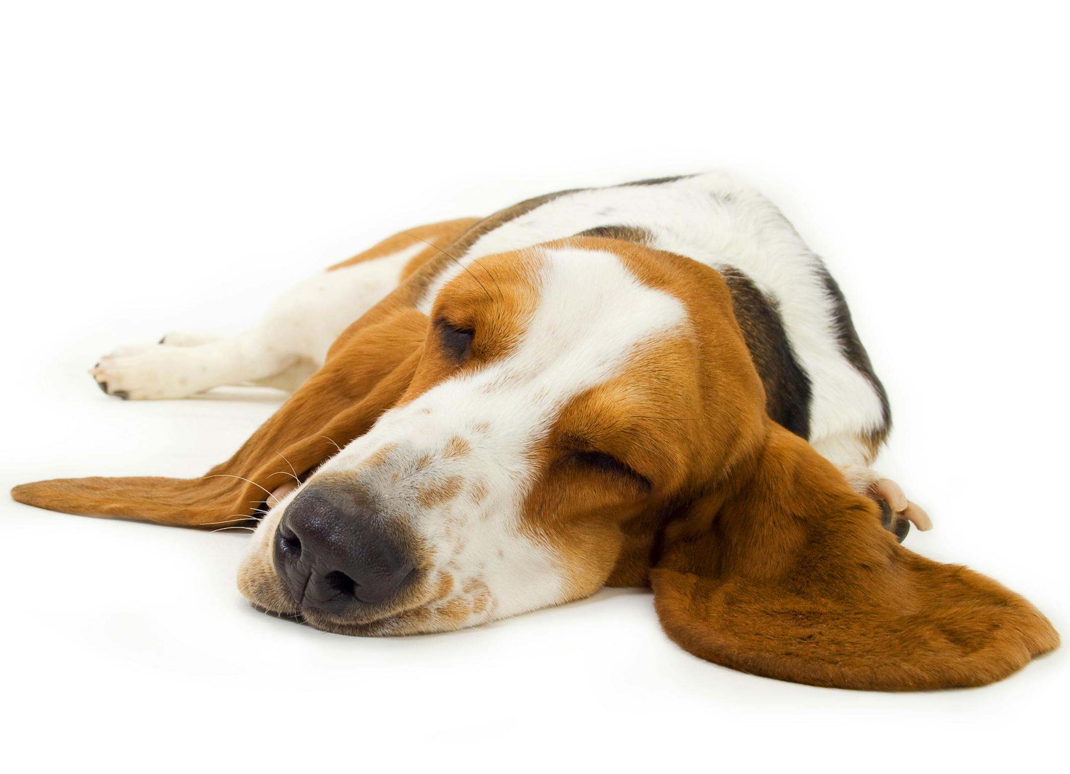 The signs of dogs dreaming in REM sleep are similar to signs in humans.