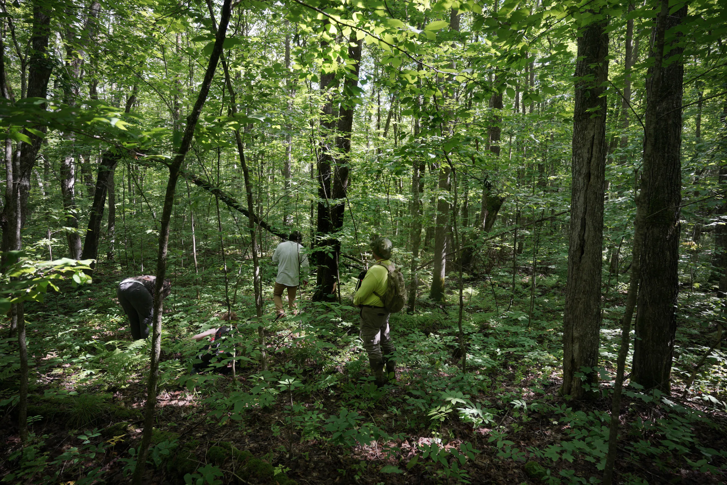 Trump guts Forest Service, imperiling ecology research