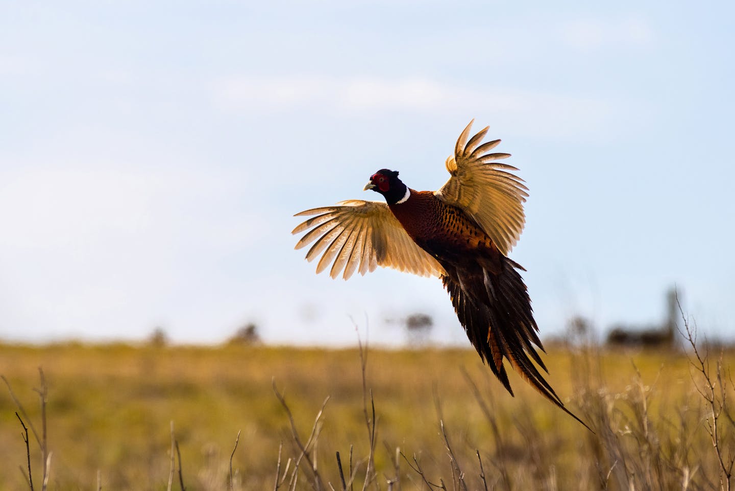 Pheasant (Phasianus colchicus) in flight closeup