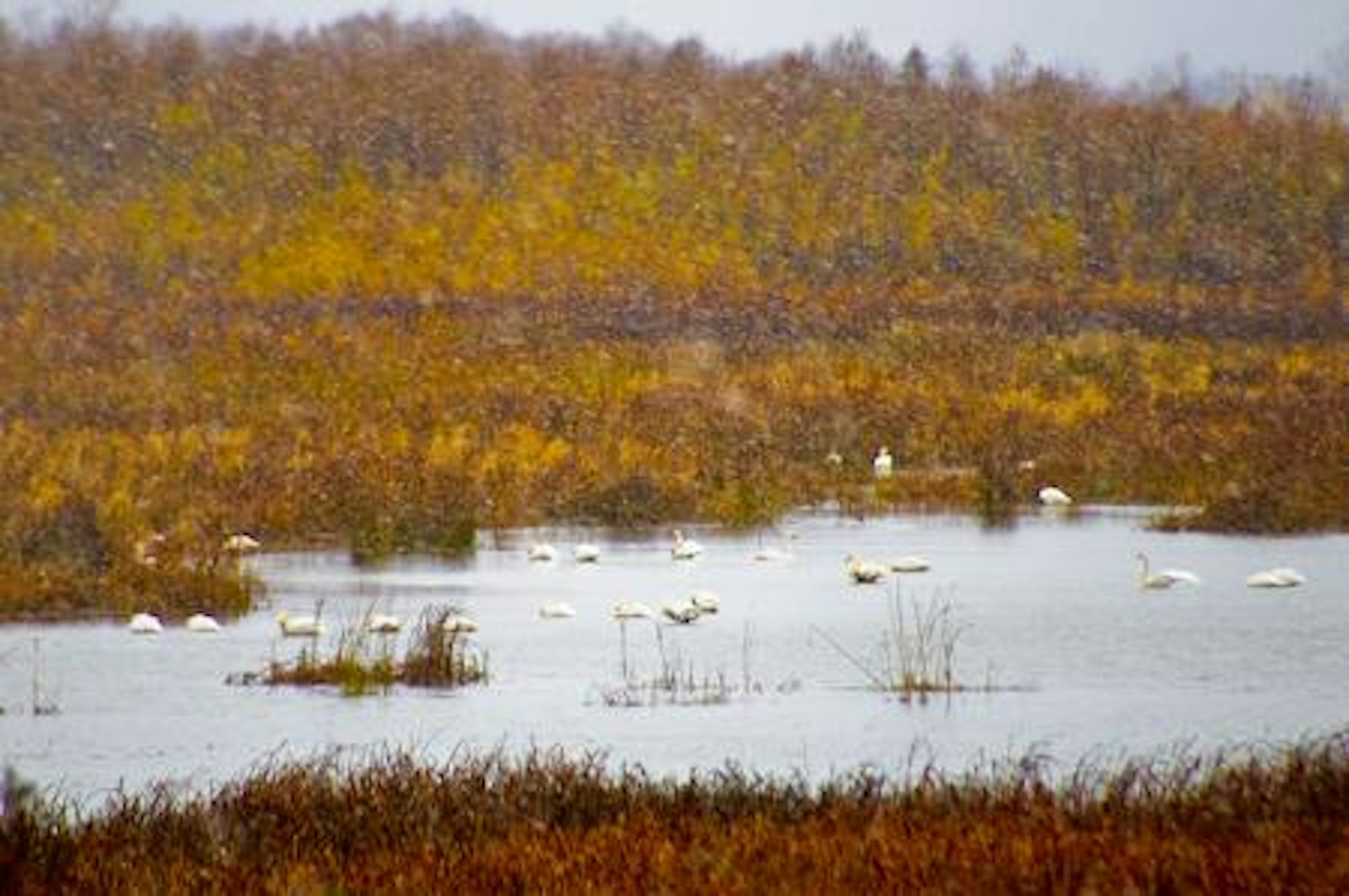 The season's first migrating Tundra Swans rest at Weaver Bottoms.