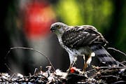 The Cooper’s hawk is on the list for change by the American Ornithological Society. It was named after William Cooper, a naturalist born in 1798.