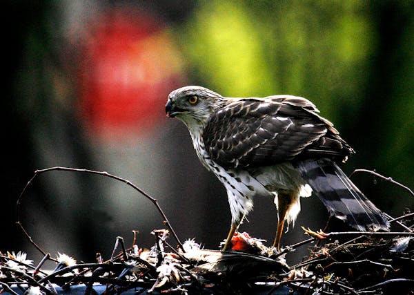 The Cooper’s hawk is on the list for change by the American Ornithological Society. It was named after William Cooper, a naturalist born in 1798.