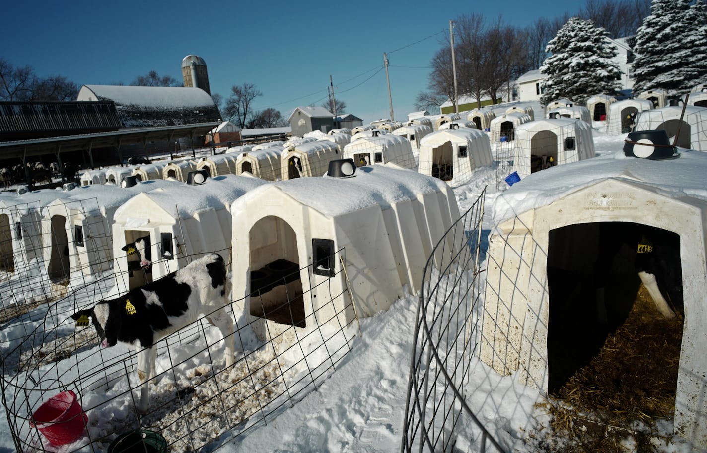 A young milking cow starts in an individual crate.]The Otte family (Blake & Chicky) won "Minnesota Farm of the Year" for their Square Deal Dairy Farm in Dakota County.Richard Tsong-Taatarii/rtsong-taatarii@startribune.com