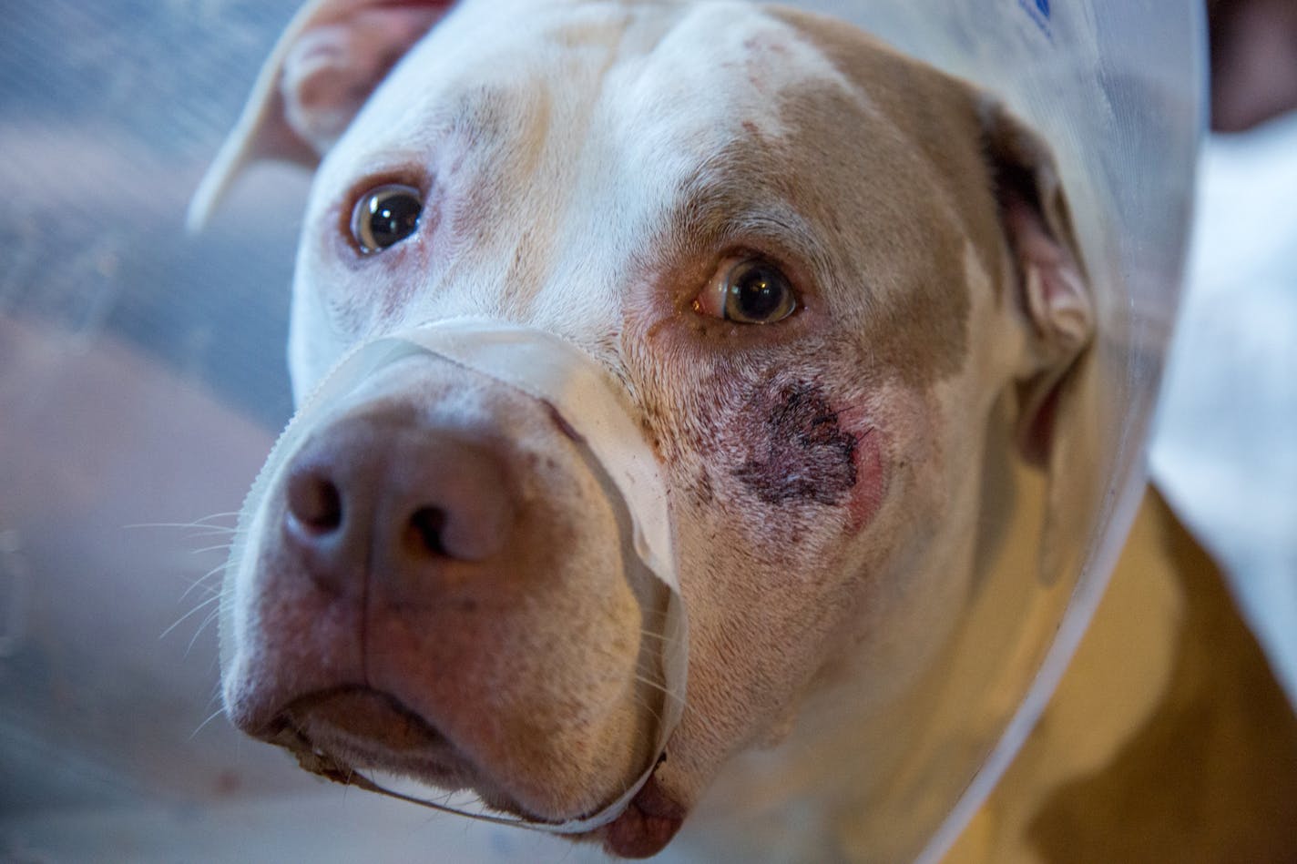 Ciroc whimpers with tape round his mouth after a bullet broke his jaw. ] COURTNEY PEDROZA &#x2022; courtney.pedroza@startribune.com Sunday, July 9, 2017; Jennifer LeMay's two dogs were shot and wounded by a Minneapolis cop; minneapolis