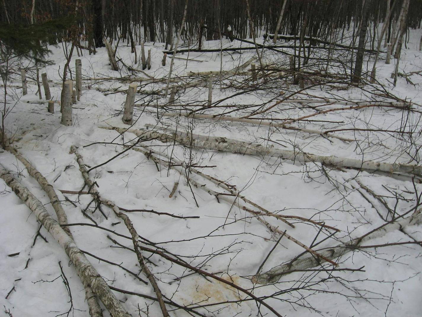 The thieves are leaving gaps in the northern landscape that will take at least a decade to refill with birch.