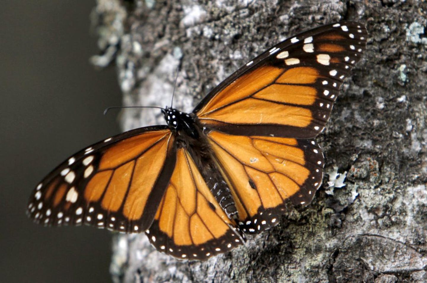 Years of monarch research shows how adding habitat will help