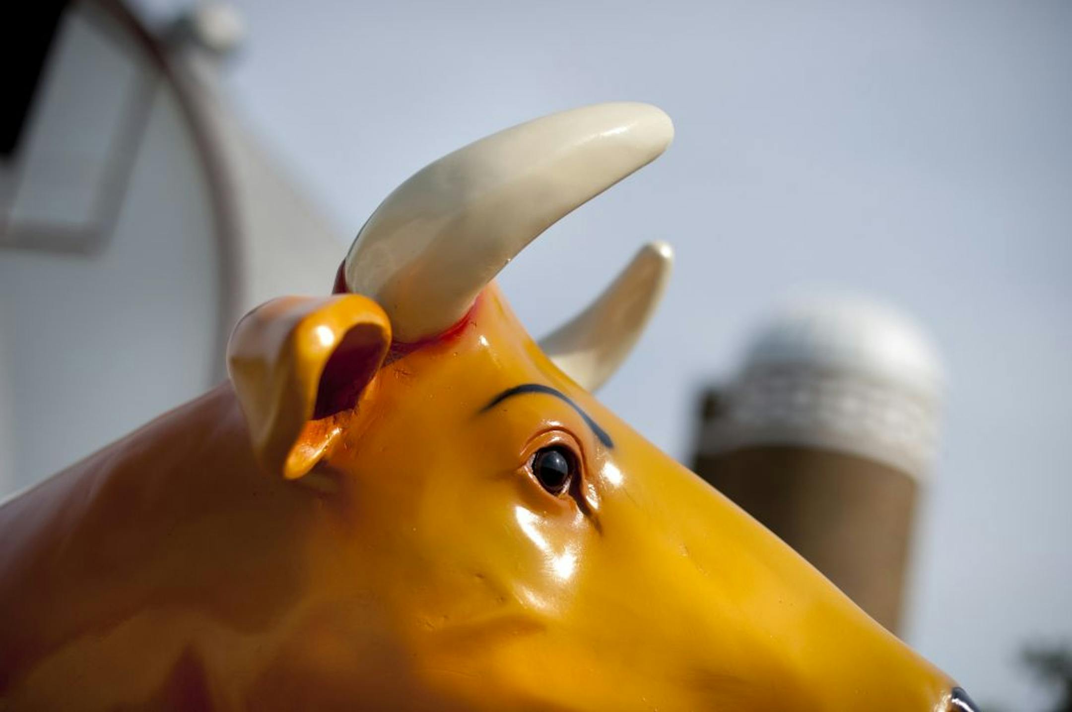 Life-sized plastic cows keep watch over the old farm on Pioneer Trail.