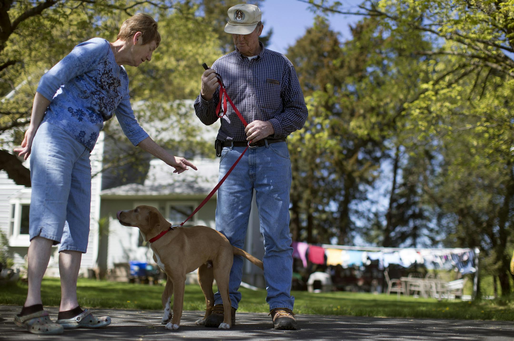 Donald Schmidt and Krystyna Schmidt played with there puppy Lucky at there farm house in Wright county Wednesday May 4, 2016 in Buffalo Township, MN.] Jerry Holt /Jerry.Holt@Startribune.com