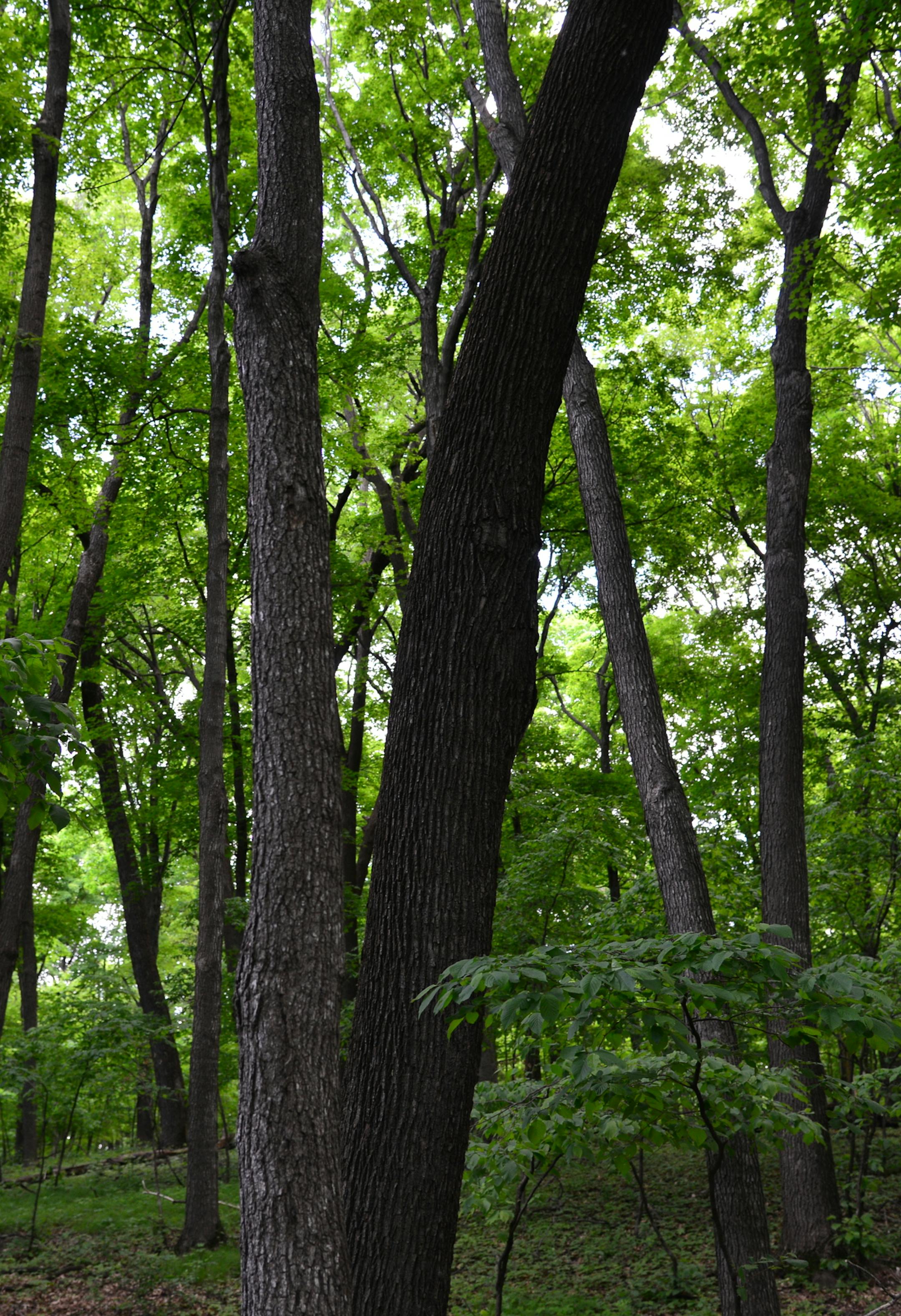 These woods are close to the house and are part of the big woods] When Doug Dayton bought nearly 100 acres of woods and fields just a few minutes north of Wayzata, he vowed to create a refuge of waving grasslands, knotted walking trails and placid ponds. The place would become a refuge from the demands of running the family department store, and a place to raise his family. He restored nearly 40 acres of native prairie grasslands and forbs, and hand-planted hundreds of plum trees, oaks and pines