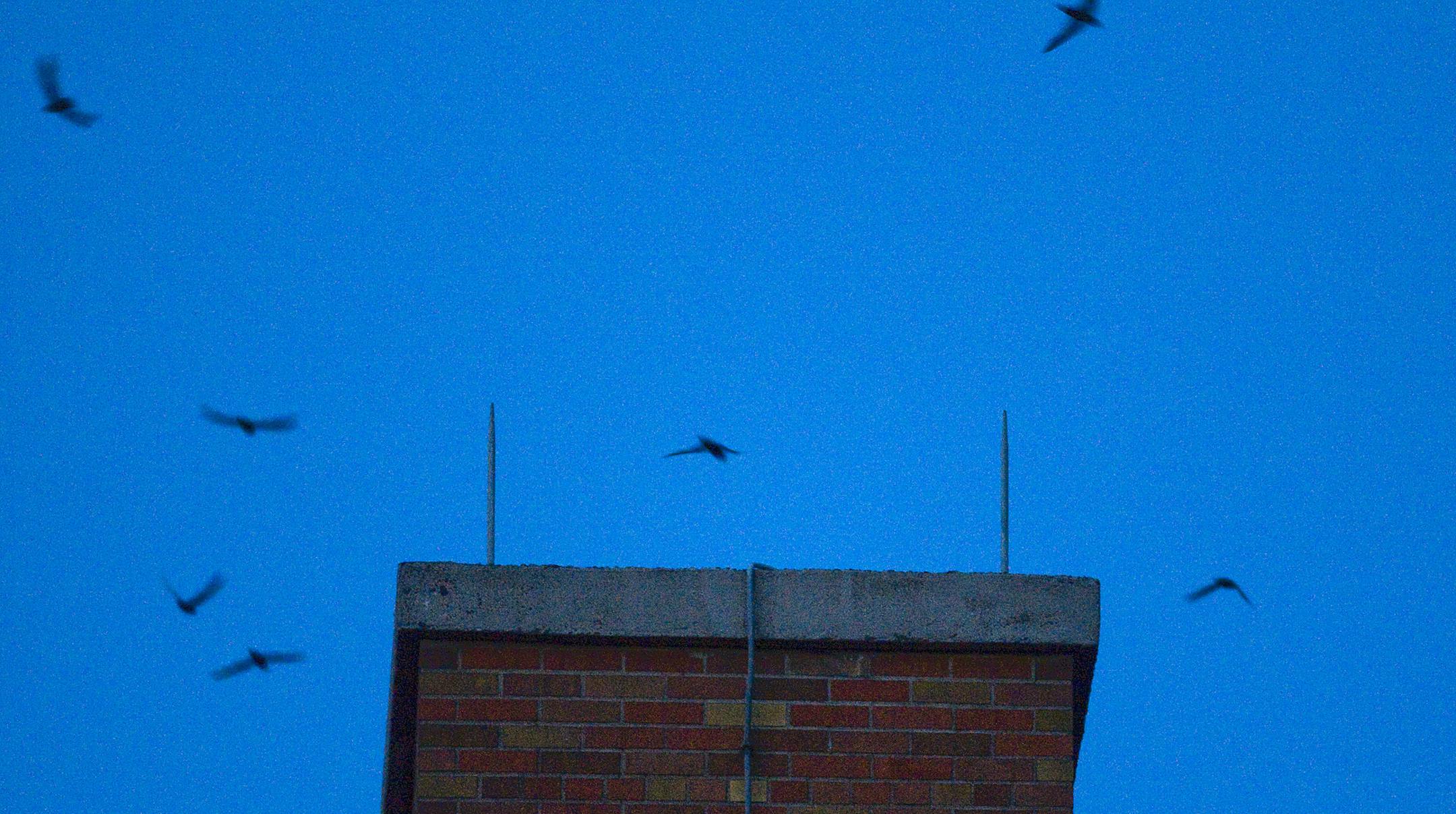 BRENDAN SULLIVAN&#xa0;&#x2022; brendan.sullivan@startribune.com ST. PAUL PARK - July 19, 2010 - Chimney swifts flying in the chimney of Oltman Middle School of St. Paul Park on Monday. IN THIS PHOTO: ] According to Audubon Minnesota Society member, Ron Windingstad, 188 chimney swift birds flew inside of the Oltman Middle Schools chimney on Monday night. Windingstad stood there below the chimney with his binoculars counting one by one.