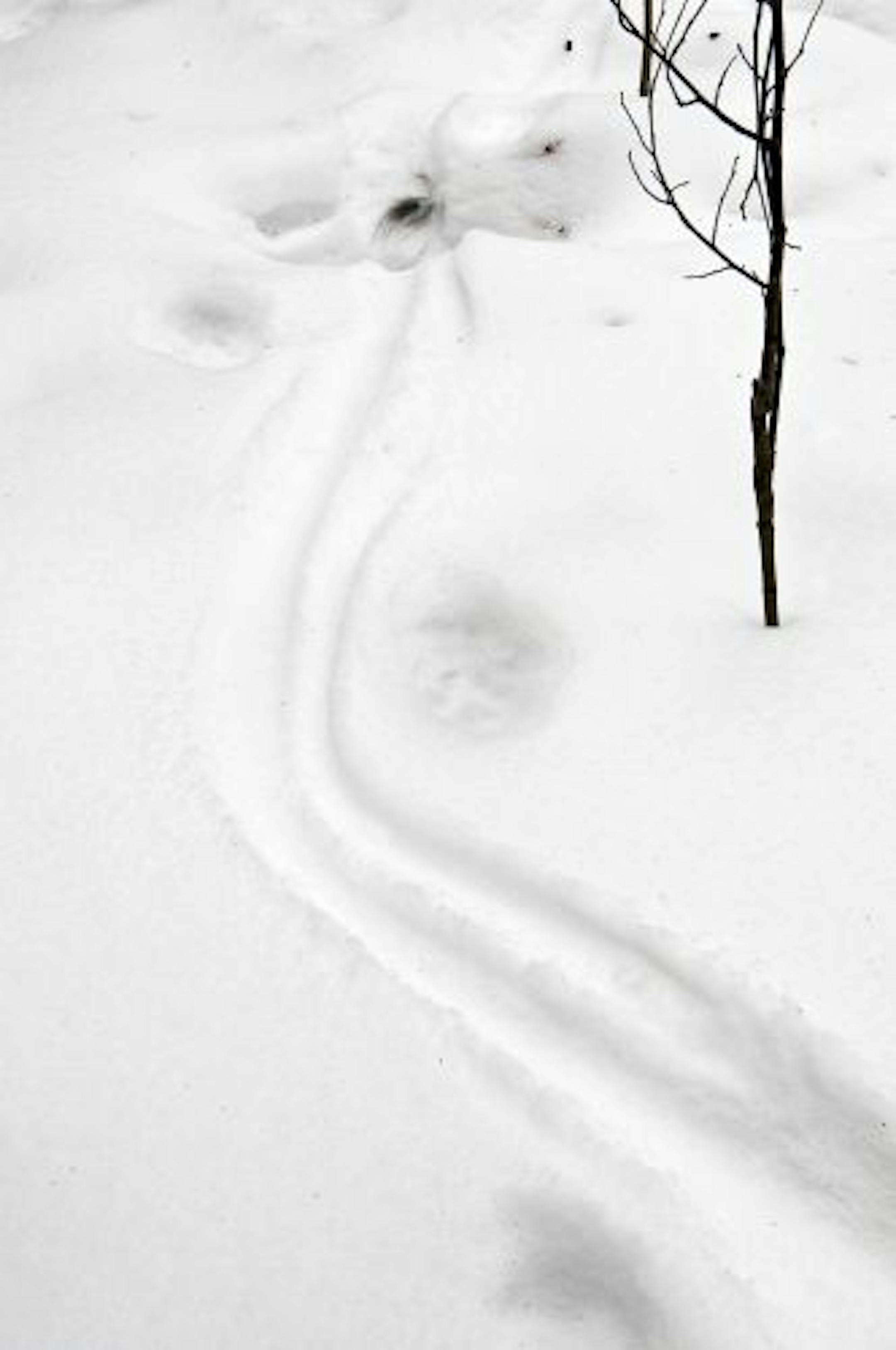 The footprints of a bobcat straddle drag marks left by a cottontail rabbit the bobcat had killed and carried away.