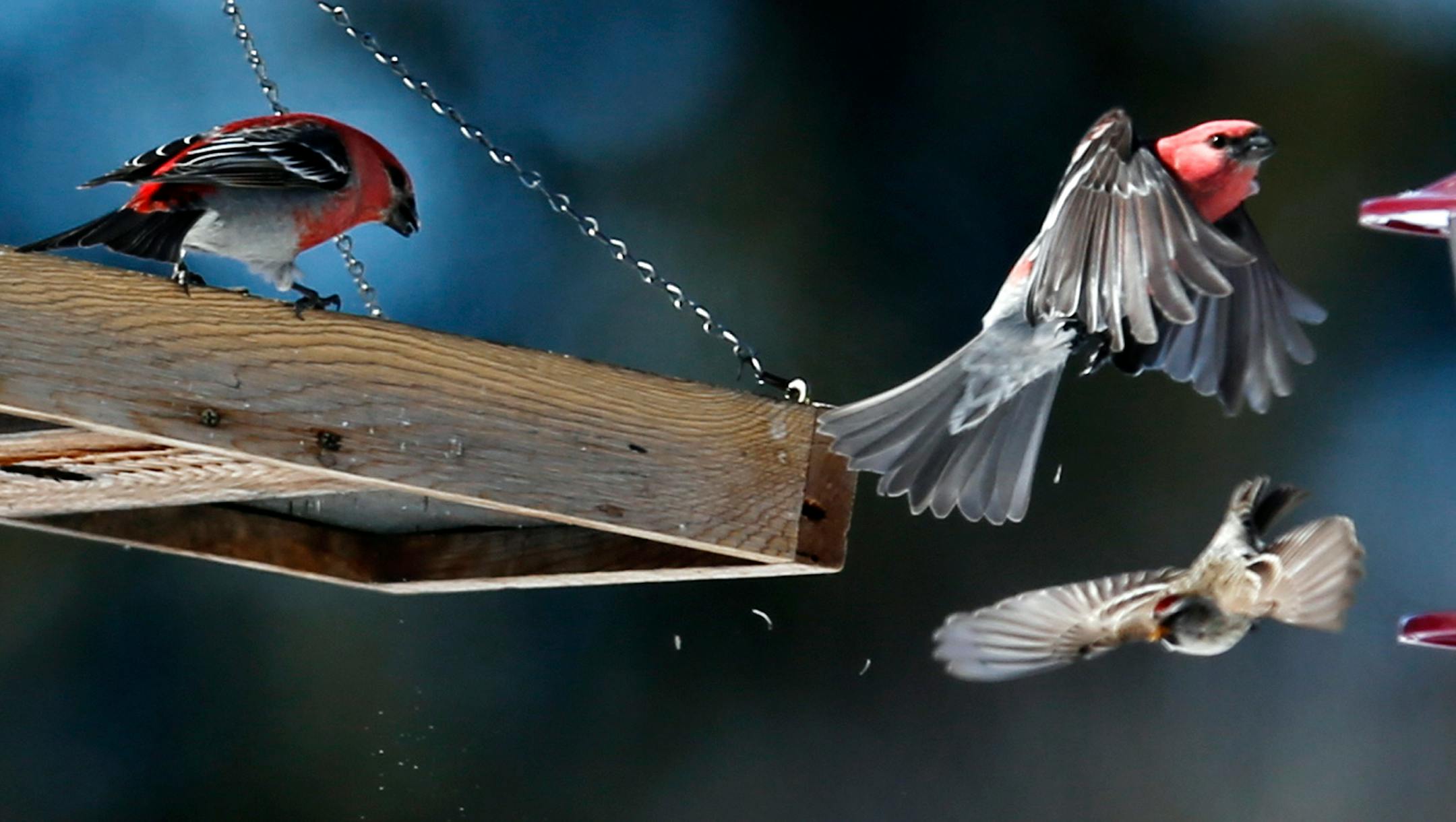 A pair of bright red male pine grosbeaks are seen at a bird feeding station in Sax-Zim Bog.