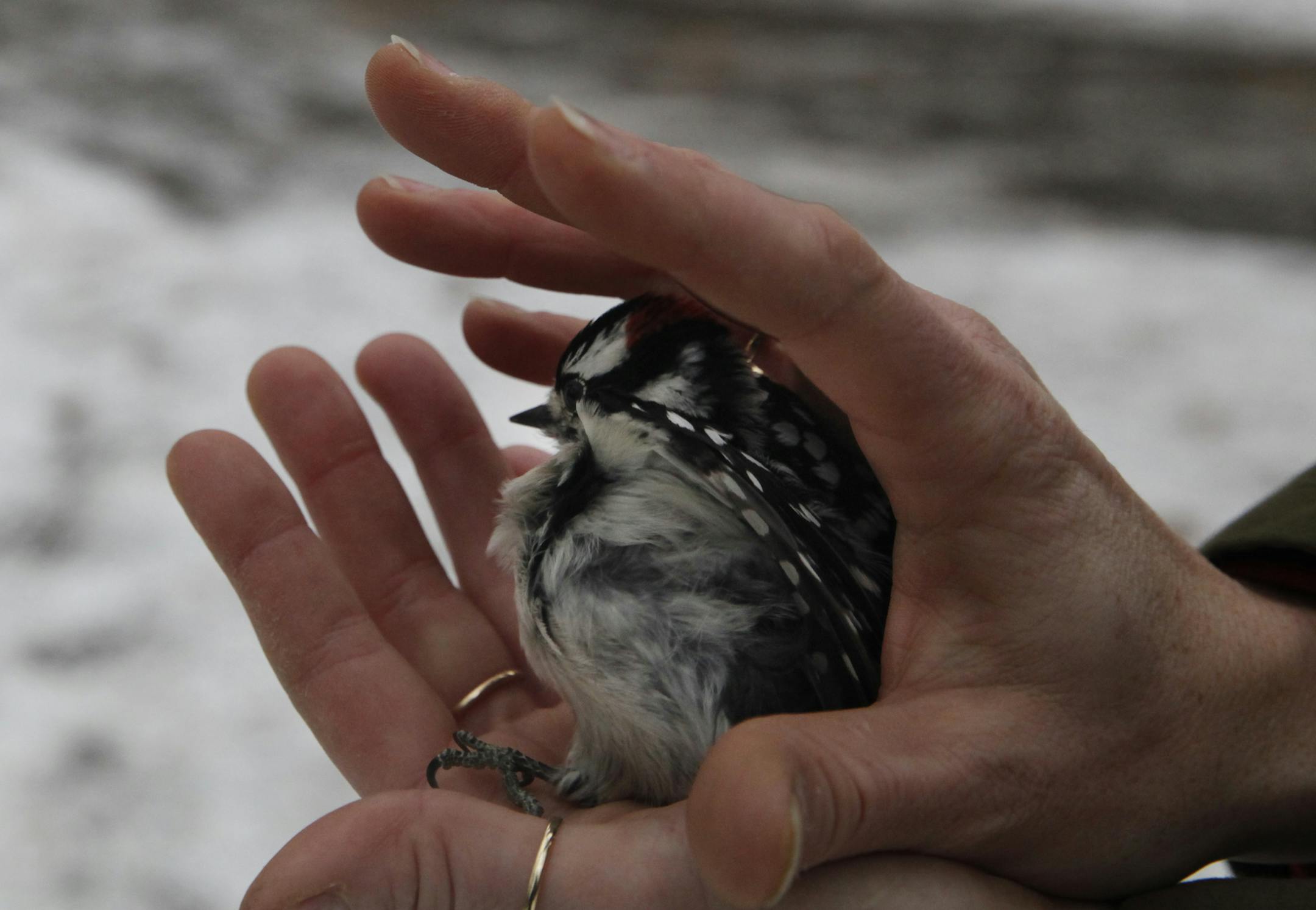 At Springbrook Nature Center where birders helped capture and band songbirds, a downy woodpecker was released .]Richard Tsong-Taatarii/ rtsong- taatarii@startribune.com