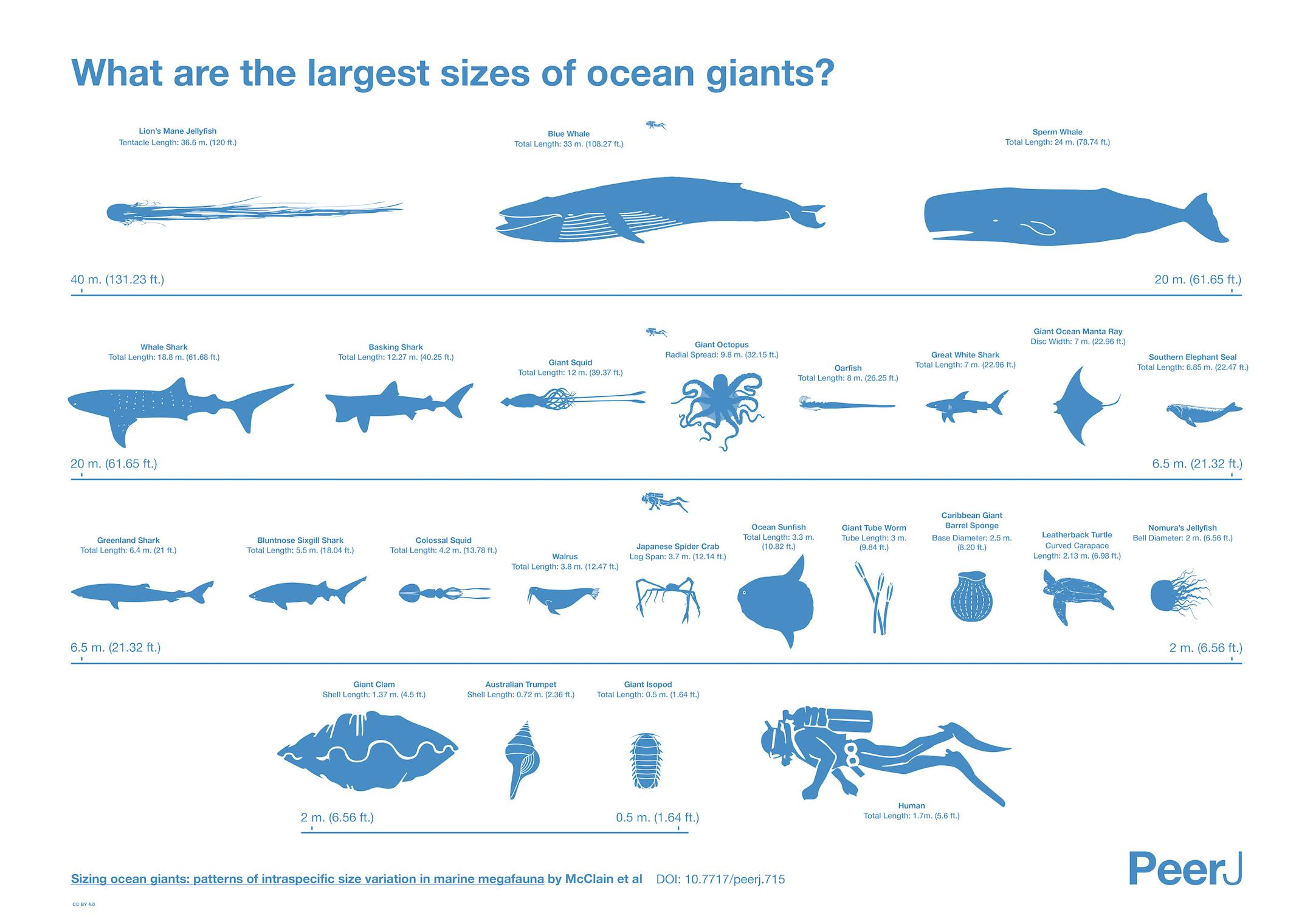 Researchers have put together a chart comparing the sizes of the largest creatures in the ocean.