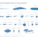 Researchers have put together a chart comparing the sizes of the largest creatures in the ocean.