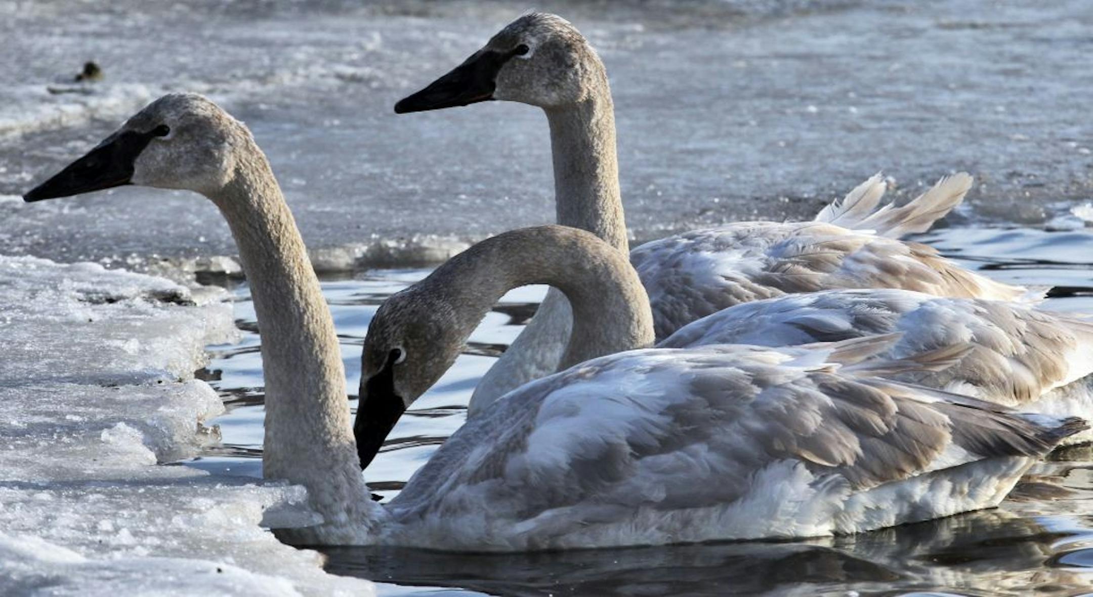 Trumpeter swans on the St. Croix river near Hudson.(MARLIN LEVISON/STARTRIBUNE(mlevison@startribune.com (cq -