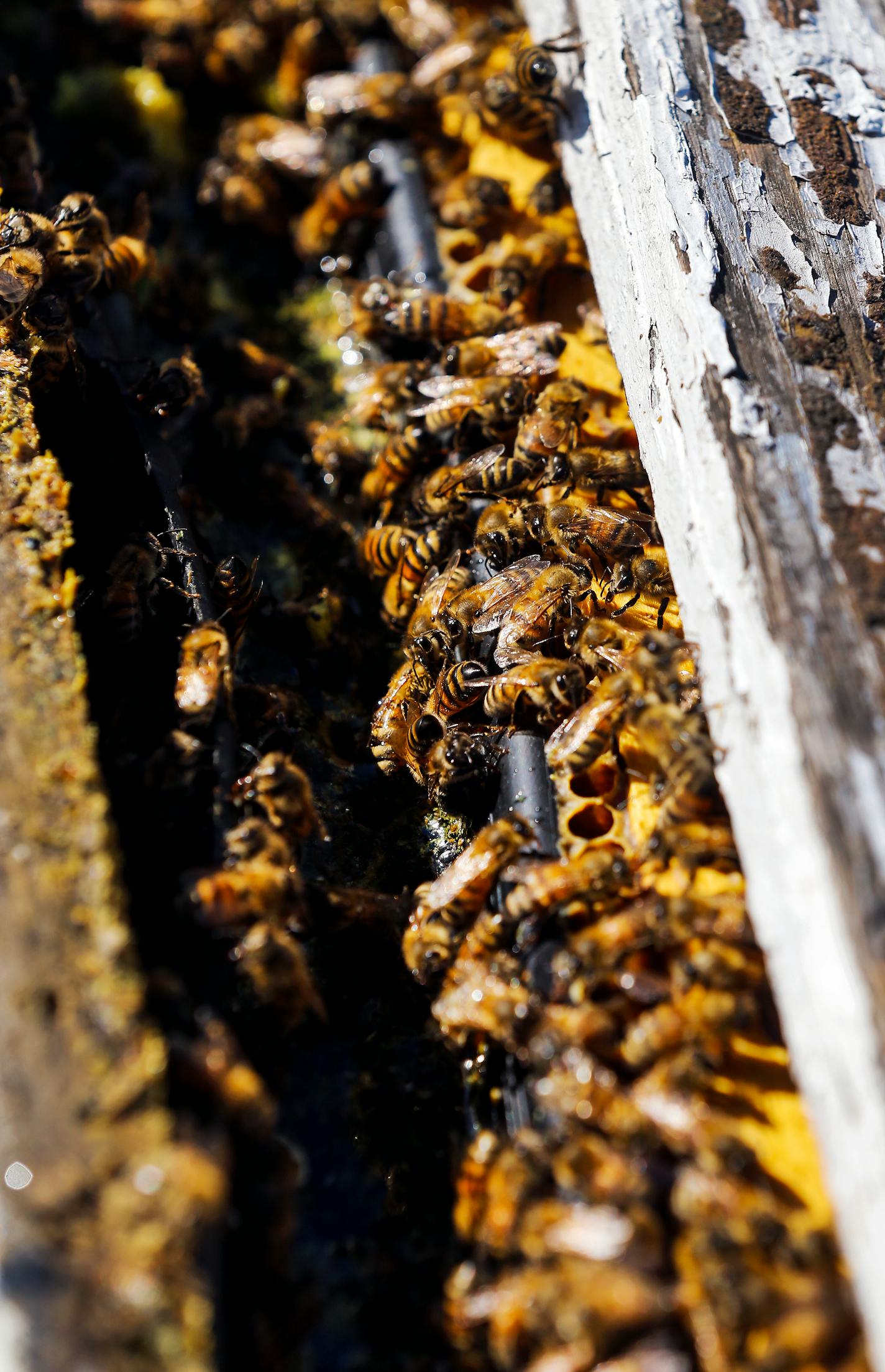 Adam Ebert of Mount Vernon, Iowa, hopes to send about 1,600 of his hives, pictured, to California over the winter to pollinate almond orchards.