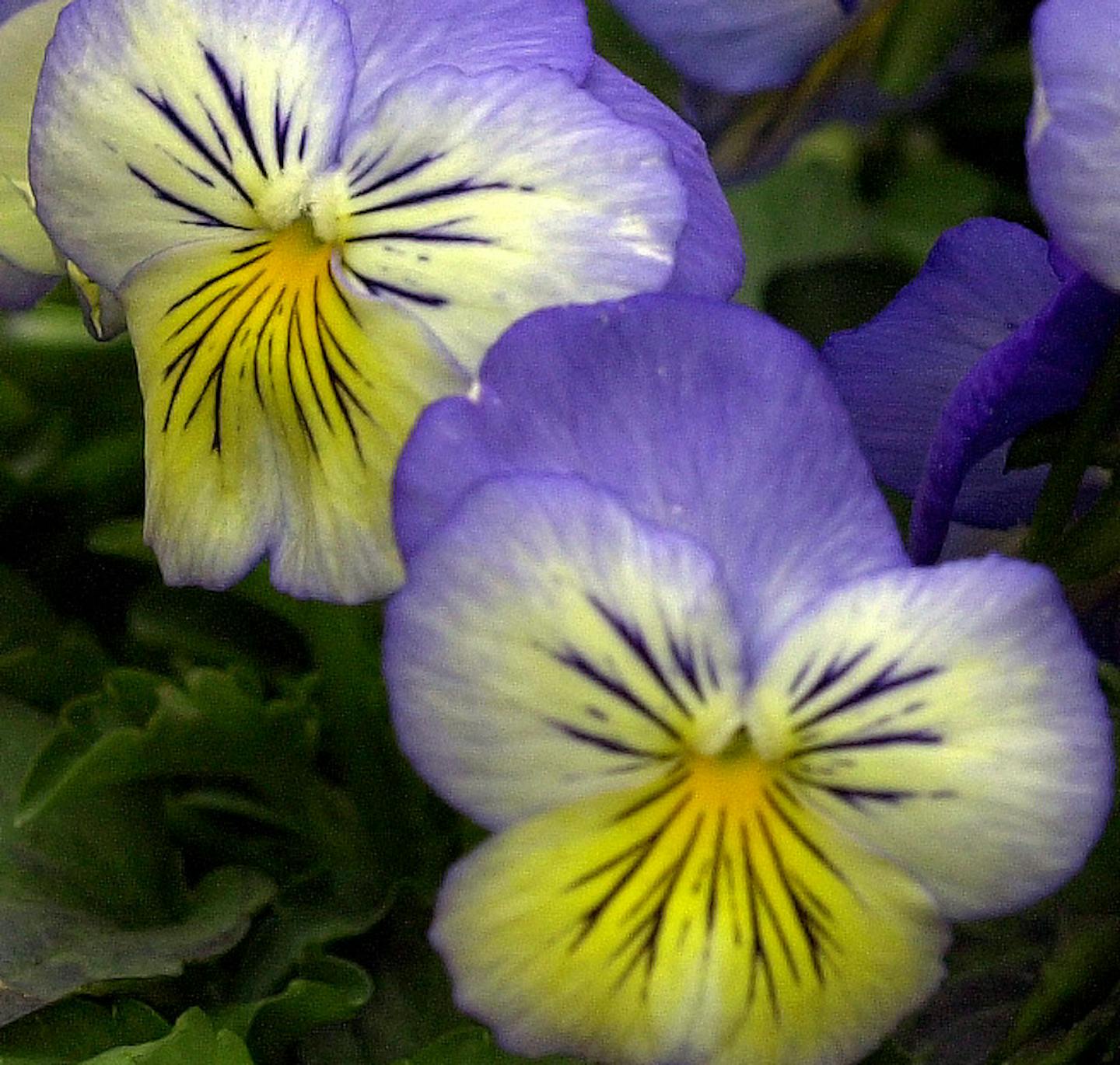 GENERAL INFORMATION: Chaska,Mn.Wednesday 5/22/2002 TCJ A new farmers' market opens wednesday morning in chaska. one unique aspect: vendors will pay fees in kind, providing fruits, vegetables, plants and flowers to residents of senior residence in chaska.
IN THIS PHOTO: detail of pansies