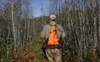 Ted Dick, DNR grouse coordinator, hunteds a stand of young aspen -- prime ruffed grouse habitat.