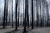 Hundreds of trees stand after being charred by the Camp House wildfire in Brimson, Minn. on Thursday, May 15, 2025.   ]

ALEX KORMANN • alex.kormann@startribune.com