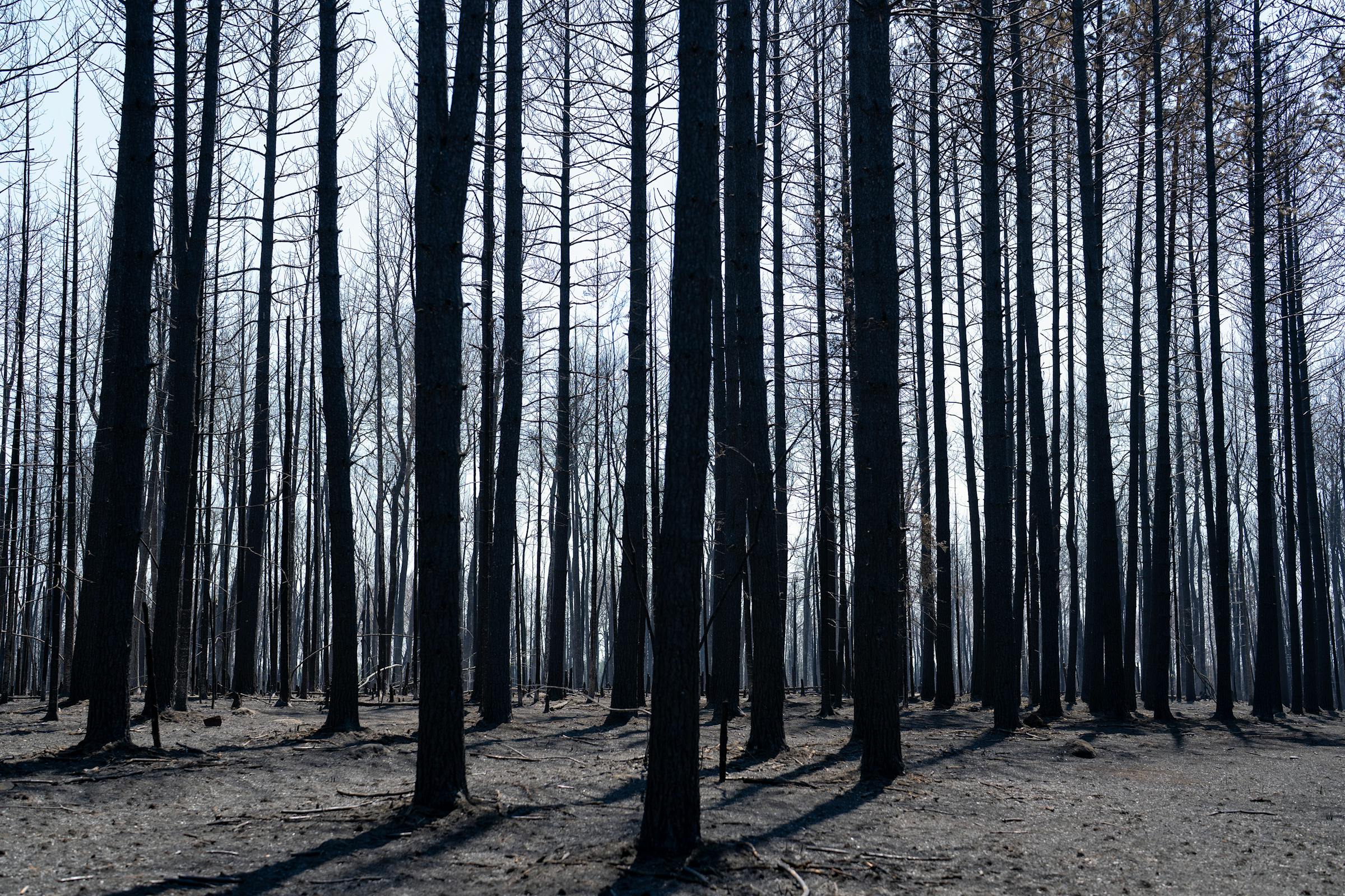 https://arc.stimg.co/startribunemedia/REGDNXOI4BAUHMNSNQGSM3CQTQ.jpg?&w=1200&ar=1.91:1&fit=crop