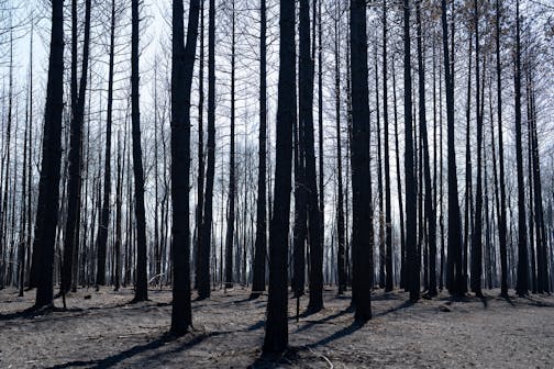 Hundreds of trees stand after being charred by the Camp House wildfire in Brimson, Minn. on Thursday, May 15, 2025.   ]

ALEX KORMANN • alex.kormann@startribune.com