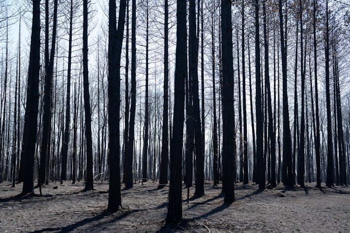 Hundreds of trees stand after being charred by the Camp House wildfire in Brimson, Minn. on Thursday, May 15, 2025.   ]

ALEX KORMANN • alex.kormann@startribune.com