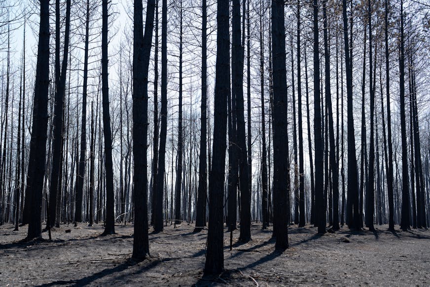 Hundreds of trees stand after being charred by the Camp House wildfire in Brimson, Minn. on Thursday, May 15, 2025.   ]

ALEX KORMANN • alex.kormann@startribune.com