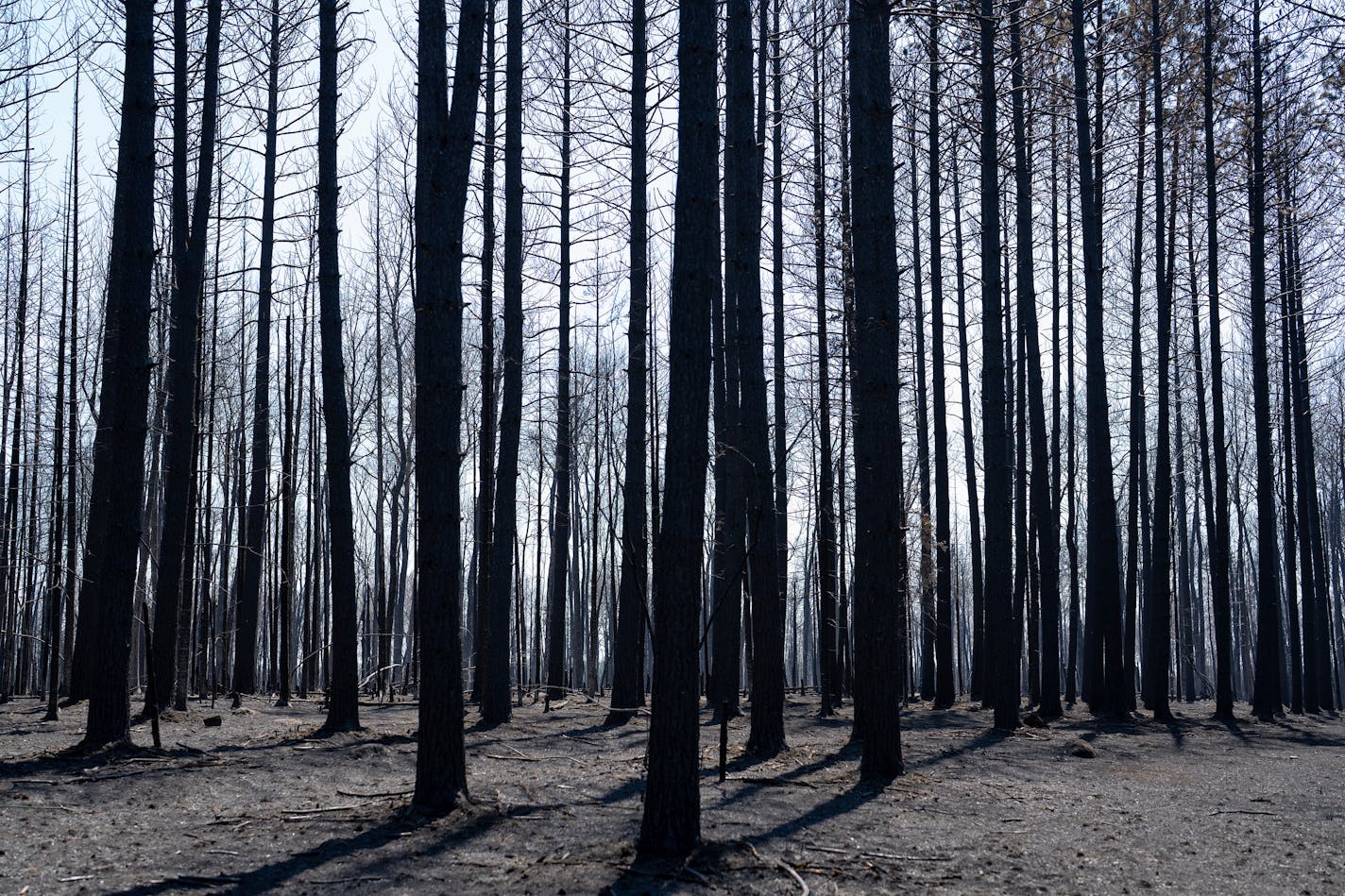 Hundreds of trees stand after being charred by the Camp House wildfire in Brimson, Minn. on Thursday, May 15, 2025.   ]

ALEX KORMANN • alex.kormann@startribune.com