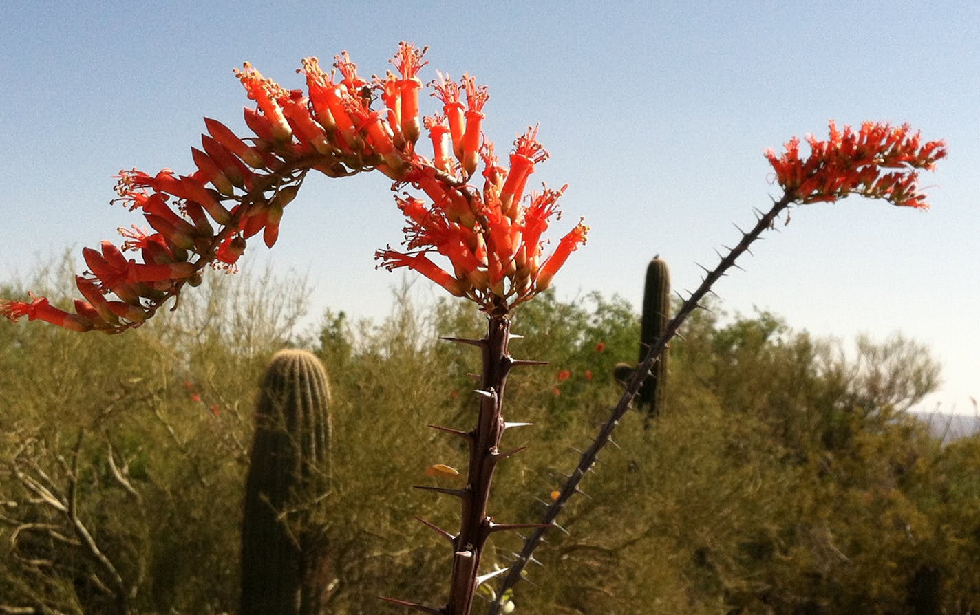 desertTR042813 - Arizona desert in bloom, Tucson Desert Museum, April 2013