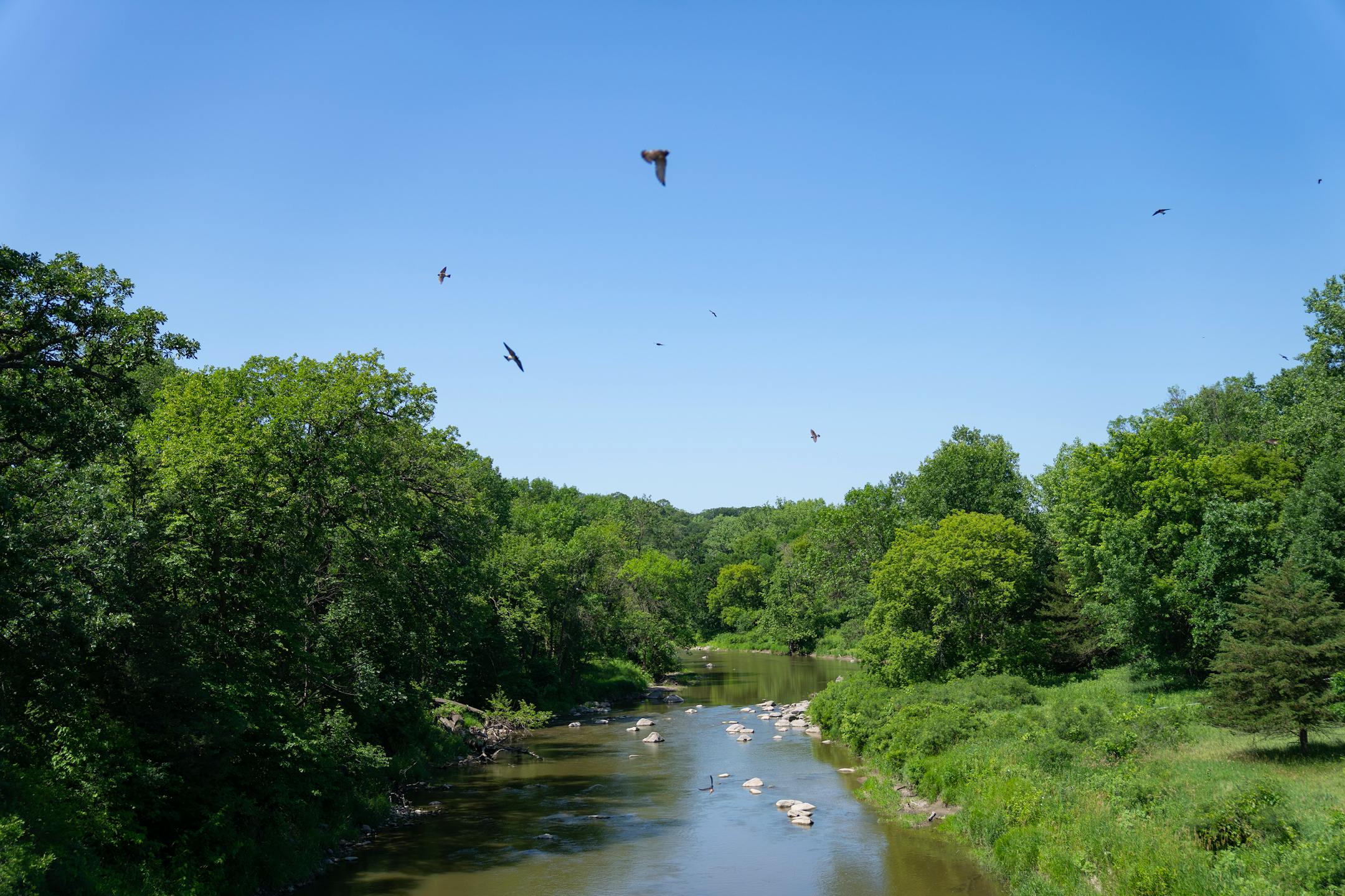Cliff swallows fly over the Yellow Medicine River at Upper Sioux Agency State Park in Granite Falls.